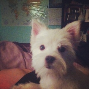 You're not a westie and you're not on those Cesar commercials, but you could be!