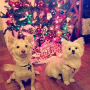 Merry Christmas with her pal Shorty!